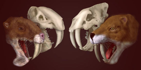Skulls and life reconstructions of Thylacosmilus atrox (left) and Smilodon fatalis (right). Image credit: Stephan Lautenschlager.