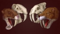 Skulls and life reconstructions of Thylacosmilus atrox (left) and Smilodon fatalis (right). Image credit: Stephan Lautenschlager.