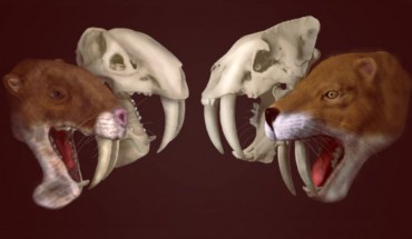 Skulls and life reconstructions of Thylacosmilus atrox (left) and Smilodon fatalis (right). Image credit: Stephan Lautenschlager.