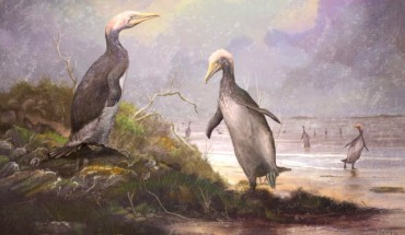 A group of Copepteryx, plotopterid birds that lived in Japan between 28.4 and 23 million years ago. Image credit: Mark Witton.