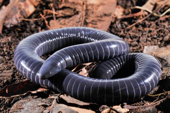 The ringed caecilian (Siphonops annulatus). Image credit: Carlos Jared.