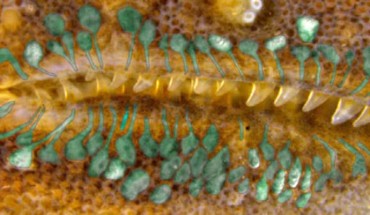 Structure of the upper jaw and lower jaw of the ringed caecilian (Siphonops annulatus). Image credit: Mailho-Fontana et al, doi: 10.1016/j.isci.2020.101234.