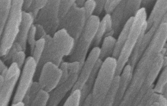 Enamel is made up of tightly bunched, oblong crystals that are about 1,000 times smaller in width than a human hair. Image credit: Karen DeRocher, Northwestern University.