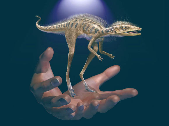 Life restoration of Kongonaphon kely. Image credit: Frank Ippolito, American Museum of Natural History.