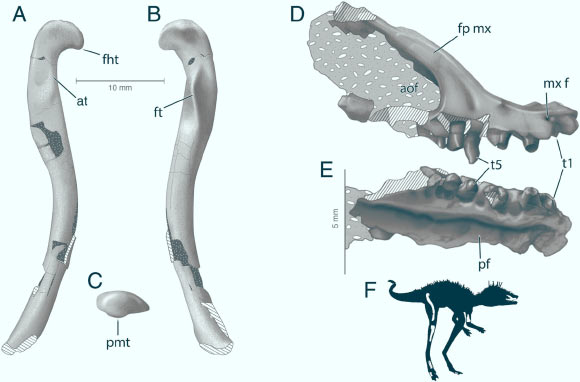 Anatomy of the femur and maxilla of Kongonaphon kely: (A) right femur in anterolateral, (B) posteromedial, and (C) proximal views; (D) right maxilla in right lateral and (E) palatal views; (F) preserved elements in the holotype, presented in a silhouette of Kongonaphon kely. Abbreviations: aof - antorbital fenestra, at - anterior trochanter, fht - tip of femoral head, fp mx - facial process of maxilla, ft - fourth trochanter, mx f - maxillary foramen, pf - palatine fossa, pmt - posterior medial tubercle, t - maxillary tooth. Image credit: Frank Ippolito / American Museum of Natural History.
