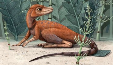 Life restoration of Kongonaphon kely. Image credit: Alex Boersma.