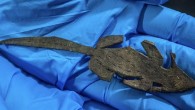 The 1,900-year-old leather toy mouse from the Roman fort of Vindolanda. Image credit: Vindolanda Trust.