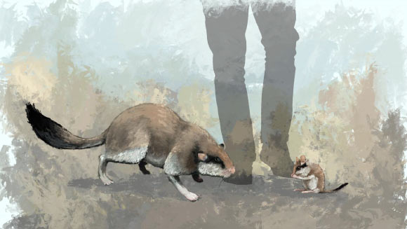 An artist’s impression of the giant dormouse Leithia melitensis (left) and its nearest living relative the garden dormouse (right). Image credit: James Sadler, University of York.