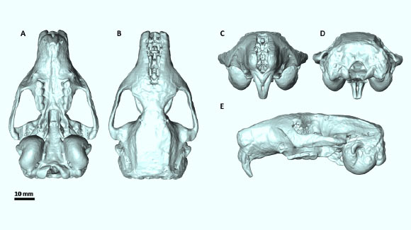 Composite skull of Leithia melitensis: (A) dorsal view, (B) ventral view, (C) anterior view, (D) posterior view, (E) left lateral view. Image credit: Hennekam et al, doi: 10.5334/oq.79.