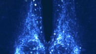 The suprachiasmatic nucleus of a mouse. Image credit: McGill University.