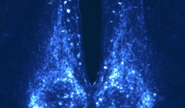 The suprachiasmatic nucleus of a mouse. Image credit: McGill University.