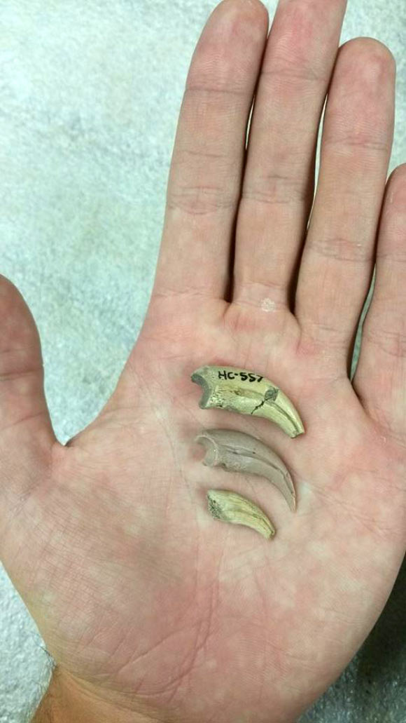 The three claws of Trierarchuncus prairiensis with a human hand for scale. Image credit: Badlands Dinosaur Museum.