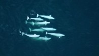 O’Corry-Crowe et al analyzed the relationship between group behaviors, group type, group dynamics, and kinship of beluga whales in 10 locations across the Arctic. Image credit: Lisa Barry / NOAA / NMFS / AFSC / MML.