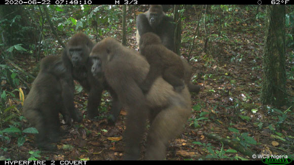 Cross River gorilla (Gorilla gorilla diehli) group including adults and young of different ages in the Mbe Mountains, Nigeria. Image credit: WCS Nigeria.