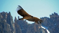A young female Andean condor (Vultur gryphus) in Argentina. Image credit: Hugo Pédel / CC BY-SA 3.0.