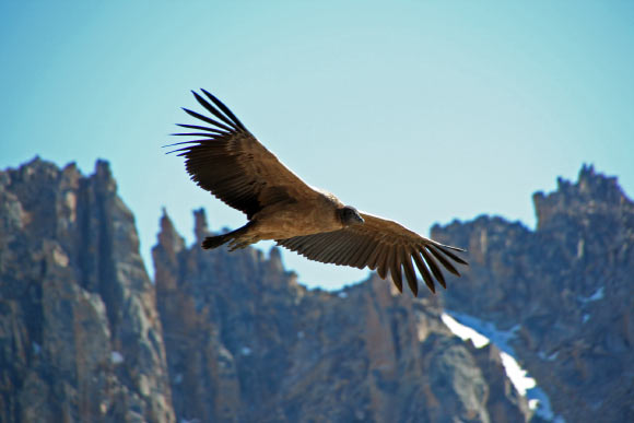 A young female Andean condor (Vultur gryphus) in Argentina. Image credit: Hugo Pédel / CC BY-SA 3.0.