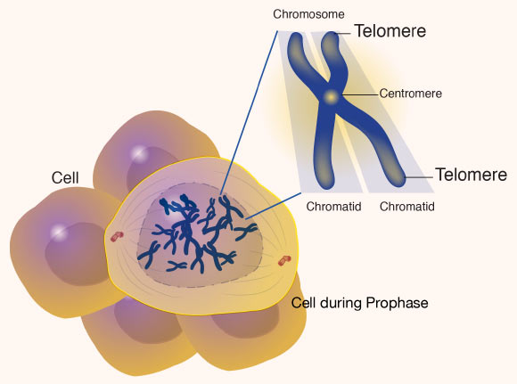 A telomere is the end of a chromosome that protects the interior of a chromosome from damage during cell division. Image credit: Darryl Leja, NHGRI.