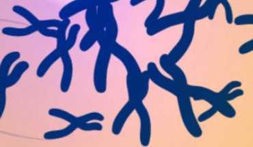 A telomere is the end of a chromosome that protects the interior of a chromosome from damage during cell division. Image credit: Darryl Leja, NHGRI.