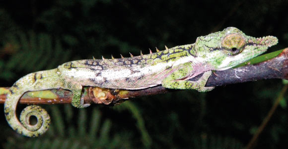 Calumma emelinae. Image credit: Prötzel et al, doi: 10.26049/VZ70-1-2020-3.