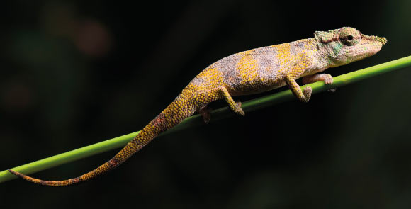 Calumma tjiasmantoi. Image credit: Prötzel et al, doi: 10.26049/VZ70-1-2020-3.