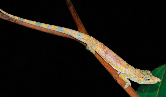 Calumma ratnasariae. Image credit: Prötzel et al, doi: 10.26049/VZ70-1-2020-3.