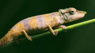 Calumma tjiasmantoi. Image credit: Prötzel et al, doi: 10.26049/VZ70-1-2020-3.