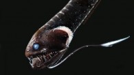 This deep-sea dragonfish Idiacanthus sp. has ultra-black skin capable of absorbing the bioluminescent light that might blow its cover. Image credit: Karen Osborn, Smithsonian’s National Museum of Natural History.