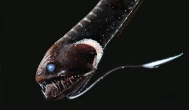 This deep-sea dragonfish Idiacanthus sp. has ultra-black skin capable of absorbing the bioluminescent light that might blow its cover. Image credit: Karen Osborn, Smithsonian’s National Museum of Natural History.