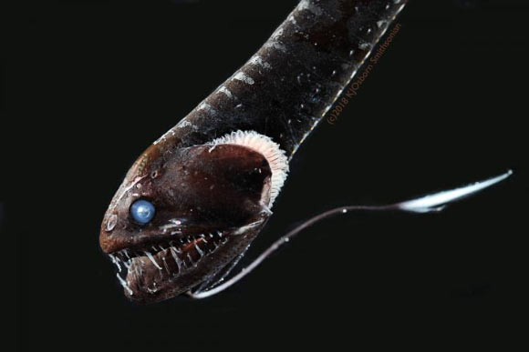 This deep-sea dragonfish Idiacanthus sp. has ultra-black skin capable of absorbing the bioluminescent light that might blow its cover. Image credit: Karen Osborn, Smithsonian’s National Museum of Natural History.