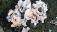 Desmacella hyaline. Image credit: Sally Leys.