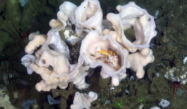 Desmacella hyaline. Image credit: Sally Leys.