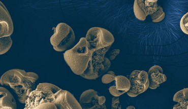 This SEM image shows manganese oxide nodules generated by Candidatus Manganitrophus noduliformans. The nodules are generally about 0.1 to 0.5 mm in diameter. Image credit: Hang Yu / Caltech.