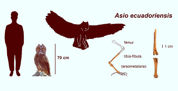 Size comparison between Asio ecuadoriensis and a human (left) and the preserved material of the ancient owl species (right). Image credit: Lo Coco et al, doi: 10.1007/s10336-020-01756-x.
