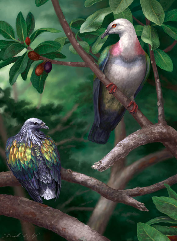Tongoenas burleyi (right) likely featured the brightly colored plumage of other canopy-dwelling pigeons on the Pacific islands. On the left is the Kanaka pigeon (Caloenas canacorum), another large extinct Tongan species. Image credit: Danielle Byerley.