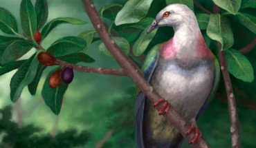 Tongoenas burleyi (right) likely featured the brightly colored plumage of other canopy-dwelling pigeons on the Pacific islands. On the left is the Kanaka pigeon (Caloenas canacorum), another large extinct Tongan species. Image credit: Danielle Byerley.