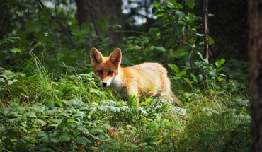 The red fox (Vulpes vulpes). Image credit: Shorty Ox.