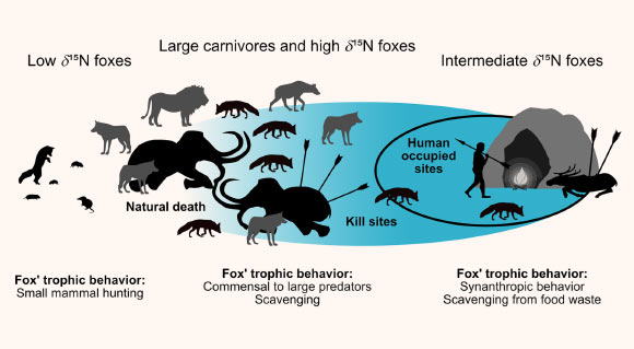 Summary figure for the commensal fox hypothesis. Image credit: Baumann et al, doi: 10.1371/journal.pone.0235692.