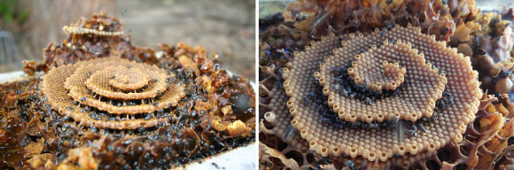 Combs of Tetragonula carbonaria: (left) the open structure is like a multi-storey car park or, in this case of a spiral ramp, like the Guggenheim museum in New York; (right) worker bees are observed to spend time clustered at the growing edges of terraces. Image credit: Tim Heard.