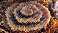Tetragonula carbonaria worker bees are observed to spend time clustered at the growing edges of terraces. Image credit: Tim Heard.