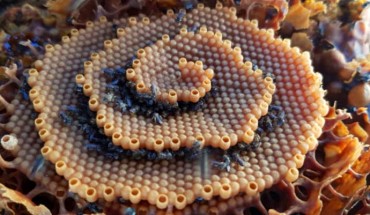 Tetragonula carbonaria worker bees are observed to spend time clustered at the growing edges of terraces. Image credit: Tim Heard.