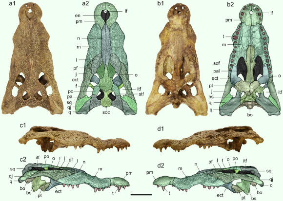 The 7-million-year-old skull of Crocodylus checchiai from As Sahabi, Libya, in dorsal (a1, a2), ventral (b1, b2), right lateral (c1, c2) and left lateral (d1, d2) views. Anatomical abbreviations: bo – basioccipital, bs – basisphenoid, ect – ectopterygoid, en - external naris, f – frontal, if - incisive foramen, itf - infratemporal fenestra, j – jugal, l – lacrimal, m – maxilla, n – nasal, o – orbit, pa – parietal, pal – palatine, pf – prefrontal, pm – premaxilla, po – postorbital, pt – pterygoid, q – quadrate, qj – quadratojugal, soc – supraoccipital, sof - suborbital fenestra, sq – squamosal, stf - supratemporal fenestra, t - tooth. Scale bar - 10 cm. Image credit: Delfino et al, doi: 10.1038/s41598-020-68482-5.