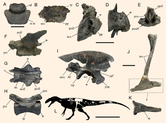 Selected elements of Lusovenator santosi and other carcharodontosaurs showing some of the features that clearly nest the new species within Carcharodontosauria: (A) Lusovenator santosi, right ilium in medial view; (B) possible carcharodontosaur from Tendaguru, right ilium in medial view; (C, D) Lusovenator santosi, right ischium in (C) proximal and (D) lateral views; (E, F) Acrocanthosaurus atokensis, left ischium in (E) proximal and (F) lateral views; (G, H) Lusovenator santosi, middle caudal vertebrae in (G) lateral and (H) dorsal views (I, J) Veteropristisaurus milneri, middle caudal vertebrae in (I) lateral and (J) dorsal views. Abbreviations: acdl - anterior centrodiapophyseal lamina, alr - anterior lateral ridge, ilc - iliac peduncle, pamr - preacetabular medial ridge, polr - posterior lateral ridge, sprl - spinoprezygapophyseal lamina. Scale bars - 100 mm (A-F) and 50 mm (G-J). Image credit: Malafaia et al, doi: 10.1080/02724634.2020.1768106.