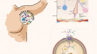 Overview of bacterial biotransformation of the odorless physiological malodor precursor Cys-Gly-3M3SH, which is secreted onto the surface of skin by underarm apocrine glands, subcutaneously located in the hypodermis. In Staphylococcus hominis, Cys-Gly-3M3SH is actively transported by the di-/tri-peptide transporter (DtpT) along with the movement of protons (1). Once inside the cell the terminal glycine is cleaved by a dipeptidase (PepA) to release Cys-3M3SH (2), which is metabolized by a C-S β-lyase liberating volatile 3M3SH (3), which diffuses or is exported out of the cell (4). The catabolism of Cys-Gly-3M3SH provides carbon and nitrogen as nutritional incentive in the form of glycine, ammonia and pyruvate. Image credit: Rudden et al, doi: 10.1038/s41598-020-68860-z.