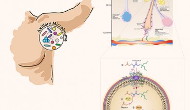 Overview of bacterial biotransformation of the odorless physiological malodor precursor Cys-Gly-3M3SH, which is secreted onto the surface of skin by underarm apocrine glands, subcutaneously located in the hypodermis. In Staphylococcus hominis, Cys-Gly-3M3SH is actively transported by the di-/tri-peptide transporter (DtpT) along with the movement of protons (1). Once inside the cell the terminal glycine is cleaved by a dipeptidase (PepA) to release Cys-3M3SH (2), which is metabolized by a C-S β-lyase liberating volatile 3M3SH (3), which diffuses or is exported out of the cell (4). The catabolism of Cys-Gly-3M3SH provides carbon and nitrogen as nutritional incentive in the form of glycine, ammonia and pyruvate. Image credit: Rudden et al, doi: 10.1038/s41598-020-68860-z.