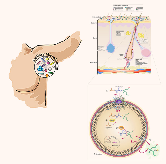 Overview of bacterial biotransformation of the odorless physiological malodor precursor Cys-Gly-3M3SH, which is secreted onto the surface of skin by underarm apocrine glands, subcutaneously located in the hypodermis. In Staphylococcus hominis, Cys-Gly-3M3SH is actively transported by the di-/tri-peptide transporter (DtpT) along with the movement of protons (1). Once inside the cell the terminal glycine is cleaved by a dipeptidase (PepA) to release Cys-3M3SH (2), which is metabolized by a C-S β-lyase liberating volatile 3M3SH (3), which diffuses or is exported out of the cell (4). The catabolism of Cys-Gly-3M3SH provides carbon and nitrogen as nutritional incentive in the form of glycine, ammonia and pyruvate. Image credit: Rudden et al, doi: 10.1038/s41598-020-68860-z.