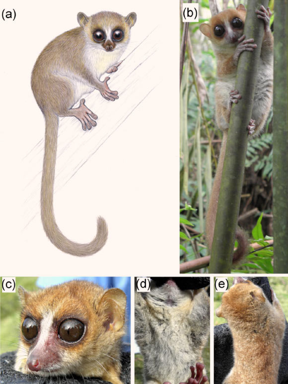 Outer morphology of the Jonah’s mouse lemur (Microcebus jonahi), which is named in honor of Malagasy primatologist Professor Jonah Ratsimbazafy, who has dedicated his life’s work to the conservation of Malagasy lemurs: (a) drawing of an adult individual; (b) habitus of adult female; (c-e) close-ups of adult male. Image credit: Stephen D. Nash / IUCN SSC Primate Specialist Group / D. Schüßler.