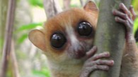 The Jonah’s mouse lemur (Microcebus jonahi). Image credit: Stephen D. Nash / IUCN SSC Primate Specialist Group / D. Schüßler.