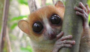 The Jonah’s mouse lemur (Microcebus jonahi). Image credit: Stephen D. Nash / IUCN SSC Primate Specialist Group / D. Schüßler.