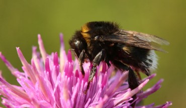 The buff-tailed bumblebee (Bombus terrestris). Image credit: Marta Boroń / CC BY 2.0.