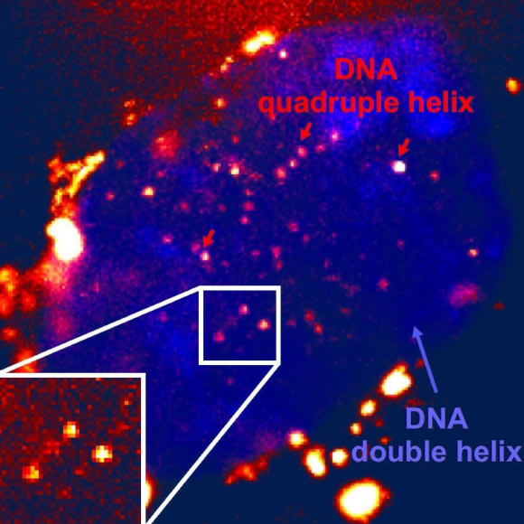 Microscopy image of the fluorescent quadruple helix DNA. Image credit: Di Antonio et al, doi: 10.1038/s41557-020-0506-4.
